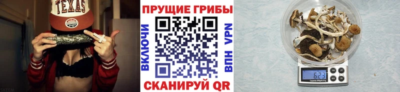 Купить закладки  Городовиковск  Псилоцибиновые грибы Psilocybe 